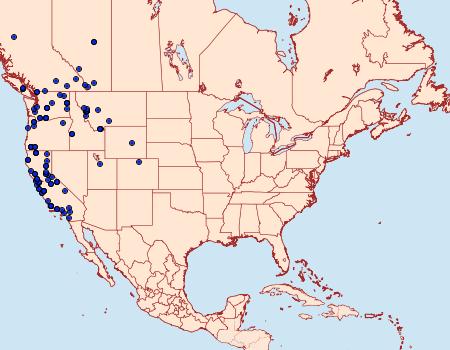 Distribution Data for Pleromelloida conserta