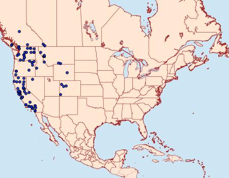 Distribution Data for Pleromelloida cinerea