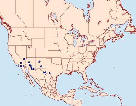 Distribution Data for Sympistis gracillinea