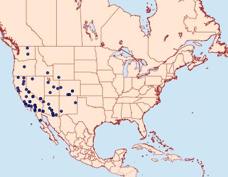 Distribution Data for Triocnemis saporis