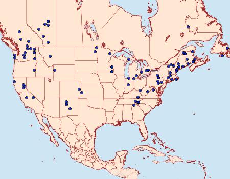Distribution Data for Cucullia florea