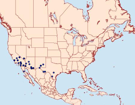 Distribution Data for Trichocosmia inornata