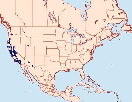 Distribution Data for Perigonica angulata
