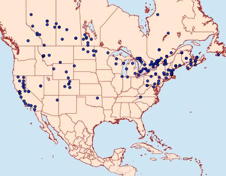 Distribution Data for Agrotis volubilis