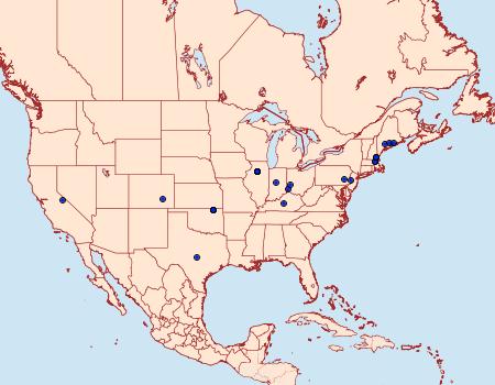 Distribution Data for Symmetrischema pallidochrella