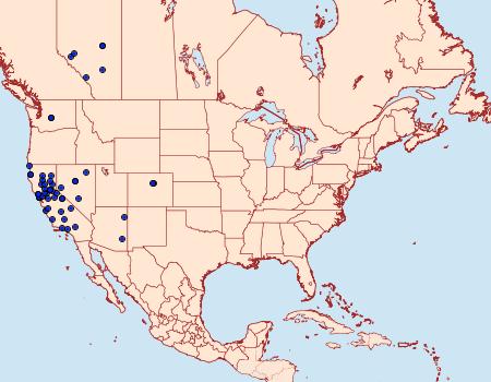 Distribution Data for Sesia pacificum