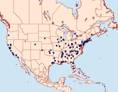 Distribution Data for Tebenna gnaphaliella