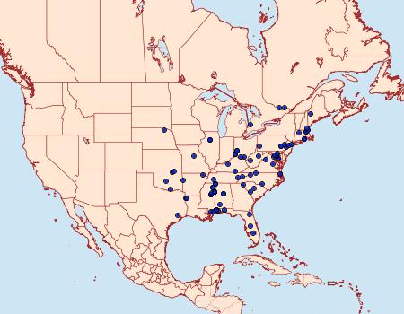 Distribution Data for Isocorypha mediostriatella