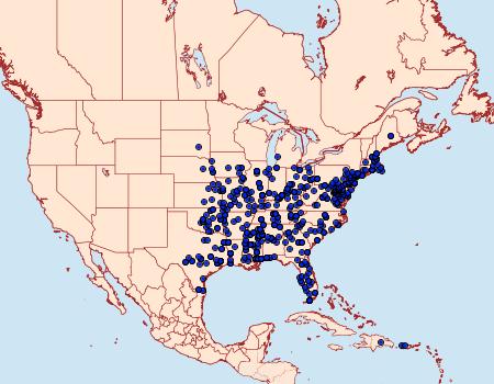 Distribution Data for Platynota flavedana