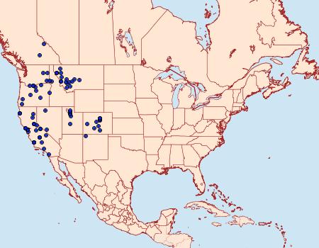 Distribution Data for Polites sabuleti