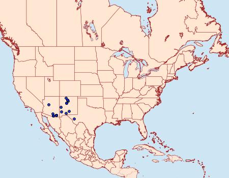 Distribution Data for Neoalbertia constans