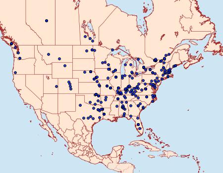 Distribution Data for Perispasta caeculalis