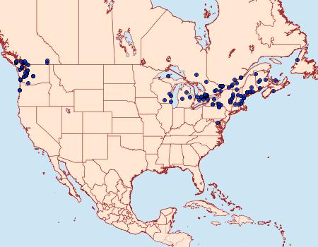 Distribution Data for Anania hortulata