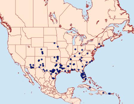 Distribution Data for Palpita quadristigmalis