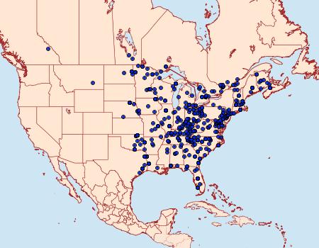 Distribution Data for Palpita magniferalis