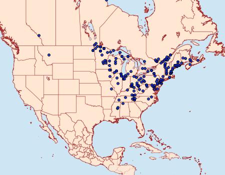 Distribution Data for Crambus albellus