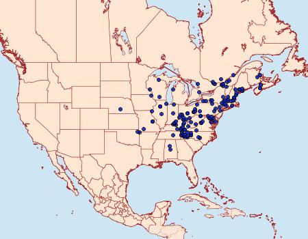 Distribution Data for Condylolomia participialis