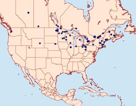 Distribution Data for Sciota basilaris