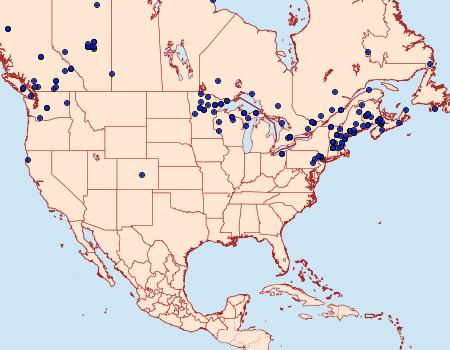 Distribution Data for Falcaria bilineata