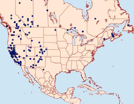 Distribution Data for Digrammia neptaria