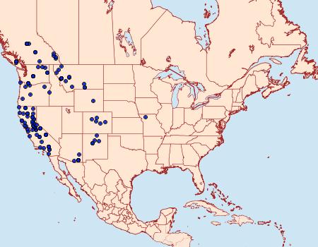 Distribution Data for Pero behrensaria