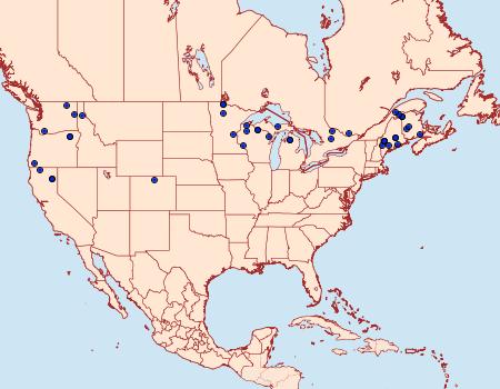 Distribution Data for Spodolepis substriataria