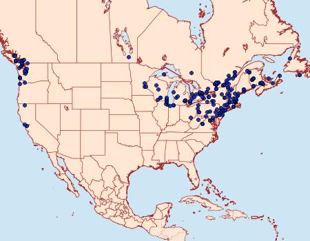 Distribution Data for Pasiphila rectangulata