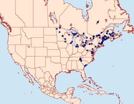 Distribution Data for Tolype laricis
