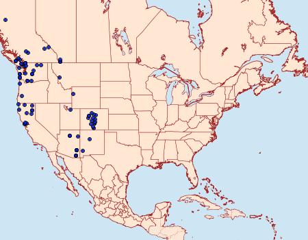 Distribution Data for Ianassa pallida