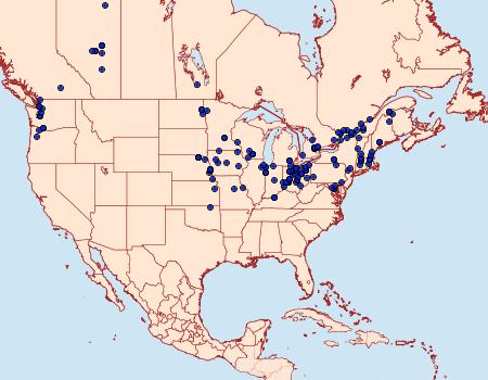 Distribution Data for Abrostola urentis