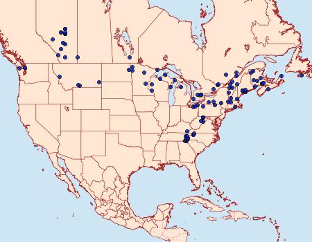 Distribution Data for Diachrysia aereoides