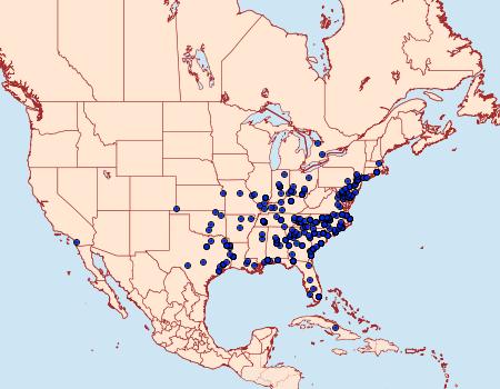 Distribution Data for Paectes abrostoloides