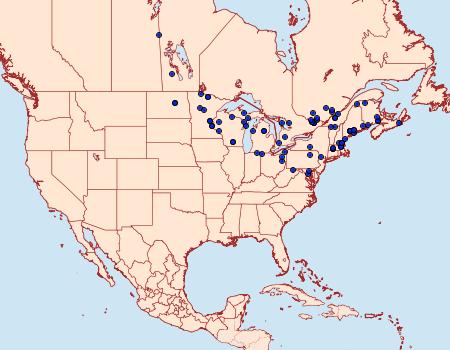 Distribution Data for Capis curvata