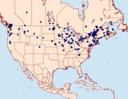 Distribution Data for Lateroligia ophiogramma