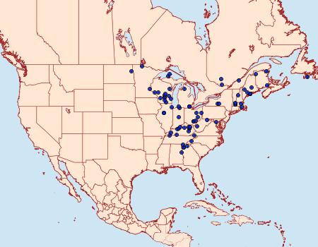 Distribution Data for Papaipema eupatorii