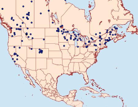Distribution Data for Enargia decolor