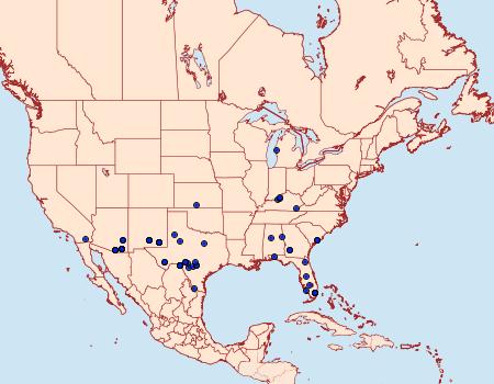 Distribution Data for Dypterygia patina