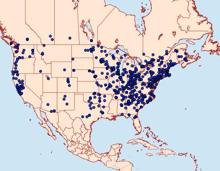 Distribution Data for Amphipyra pyramidoides