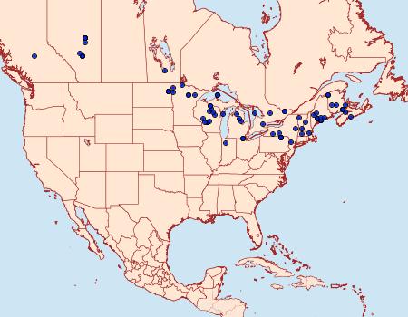 Distribution Data for Homoglaea hircina