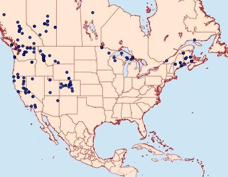 Distribution Data for Litholomia napaea
