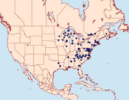 Distribution Data for Lithophane patefacta