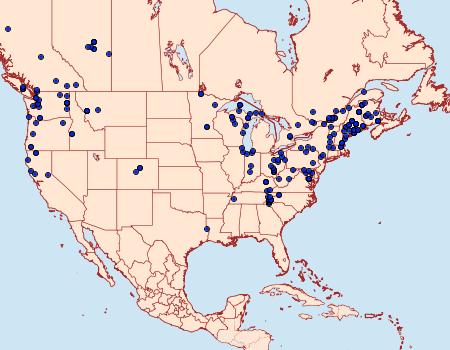 Distribution Data for Lithophane innominata