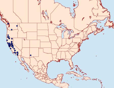 Distribution Data for Lithophane contenta