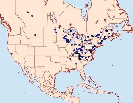 Distribution Data for Lithophane grotei