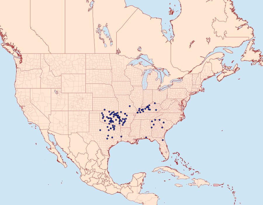Distribution Data for Amblyscirtes belli