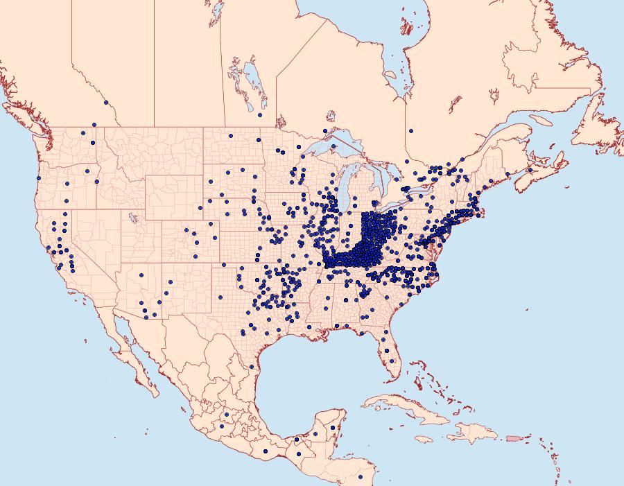 Distribution Data for Cupido comyntas