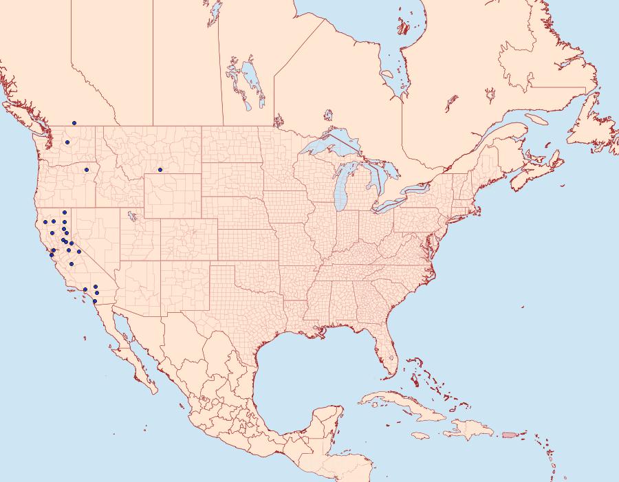 Distribution Data for Anatralata versicolor