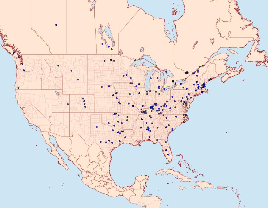 Distribution Data for Perispasta caeculalis