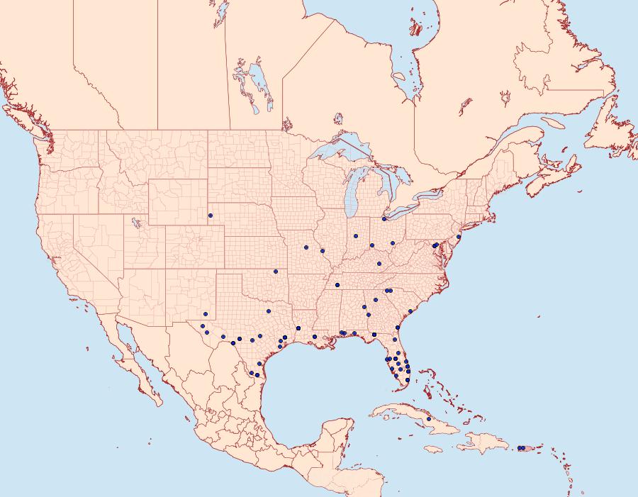 Distribution Data for Condylorrhiza vestigialis
