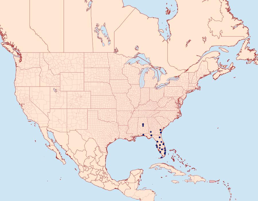 Distribution Data for Heterocampa umbrata